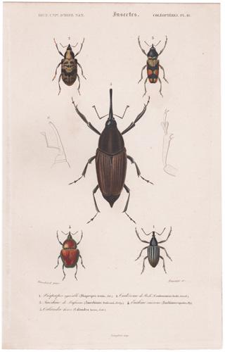 antique prints of beetles